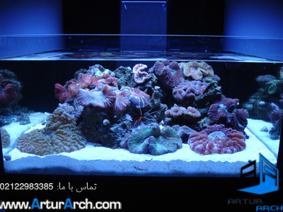 Saltwater aquarium